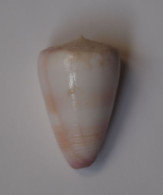 Conus Suturatus - Seashells & Snail-shells