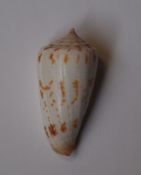 Conus Collisus - Seashells & Snail-shells