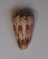 Conus Pulicarius Vautieri - Coquillages