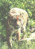 Walking Tiger - Tigres