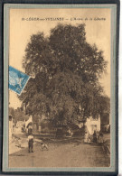 CPA - SAINT-LEGER-en-YVELINES (78) - Thème : ARBRE - Aspect De L'Arbre De La Liberté , En 1925 - St. Leger En Yvelines