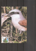 Belgique - Buzin - Oiseaux (  CM De 2000 à Voir) - 1991-2000
