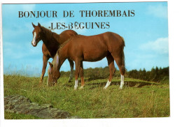 Thorembais Les Béguines Bonjour De ( Chevaux ) - Perwez
