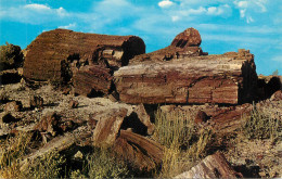 United States AZ Petrified Logs In Forest - Other & Unclassified