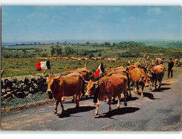 AUBRAC : Terre D'espoir, Montée à L'Estive - Très Bon état - Aumont Aubrac