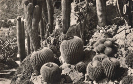 MONACO - Principauté De Monaco - Le Jardin Exotique - Echinocactus Et Pilocereus - Carte Postale Ancienne - Jardin Exotique