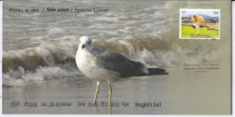 Heuglin's Gull @ Point Calimere, Migratory Birds @ Wildlife & Bird Sanctuary, Protected Wetland, Nature, Spl Cover 2024 - Seagulls