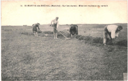 CPA Carte Postale France Saint Martin De Bréhal Sur Les Dunes Mise En Rouleaux Du Varech  VM76848ok - Brehal