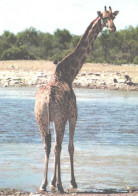 Giraffe Looking Back - Giraffen