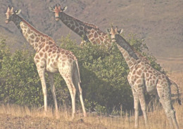Giraffes Looking Back - Giraffen
