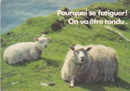 Humour--animaux--Moutons  " Pourquoi Se Fatiguer !  On Va être Tondu .............." - Humor