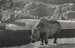 FRANCE - Paris - Parc Zoologique Du Bois De Vincennes - Le Rhinocéros D'Afrique - Carte Postale Ancienne - Parcs, Jardins
