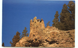 Etats-Unis - Wyoming - Petrified Tree Stump - Tower Junction - A Geological Wonder - Yellowstone National Park -bon état - Yellowstone