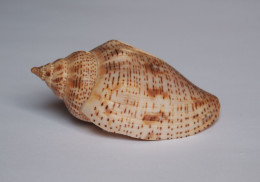 Harpulina Lapponica - Coquillages