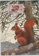 52612 - IFNI - MAXIMUM CARD - ANIMALS Rodents SQUIRRELS  1956 - Rongeurs