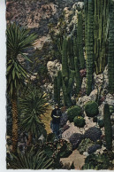 Le Jardin De Monaco Circ. 1960 - Cactusses
