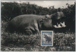 52645  - SOUTH AFRICA  -  MAXIMUM CARD -  ANIMALS  Hippopotamus 1956 - Gibier