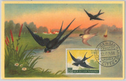 52672  - SAN MARINO  - MAXIMUM CARD - ANIMALS Birds SWALLOW   1959 - Hirondelles