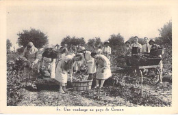 VIGNES Vin - Vendanges Au Pays De CANAAN ( Moyen Orient Soit : Liban Israël Palestine ) - CPA - - Wijnbouw