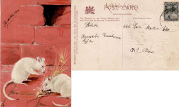 ARGENTINA 1904 POSTCARD SENT TO  BUENOS AIRES - Covers & Documents