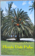 USA UNITED STATES FLORIDA DATE PALM PANORAMA KARTE CARD POSTCARD CARTE POSTALE ANSICHTSKARTE CARTOLINA POSTKARTE - Atlanta