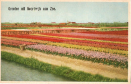 GROETEN UIT NOORDWIJK AAN ZEE  - F.P. - Noordwijk (aan Zee)