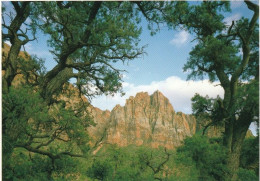 1 AK USA / Utah * Zion National Park - 100 Jahre Alte Baumwollbäume Und 160 Millionen Jahre Altem Sandsteinformationen * - Zion