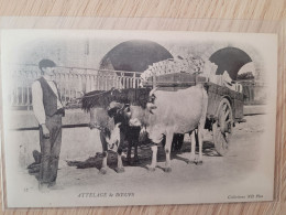 Attelage De Boeufs - Attelages