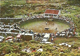 Portugal ** & Postal, Azores, Terceira Island, Apart From Bulls In The Woods, Ed. Comer (2255) - Toros