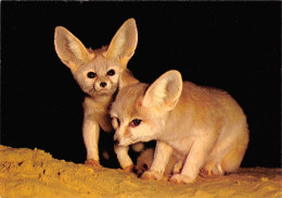 PARC ZOOLOGIQUE PARIS - FENNECS - MUSEUM NATIONAL D HISTOIRE NATURELLE - Tigres