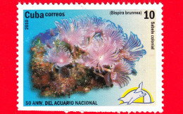 CUBA - Usato - 2010 - 50 Anniv. Acquario Nazionale - Pesci - Poisson - Fish - Bispira Brunnea - 10 - Oblitérés