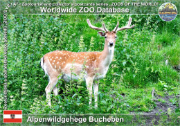 01343 WZD • ZOO - Alpenwildgehege Bucheben, AT - European Fallow Deer (Dama Dama) - Rauris
