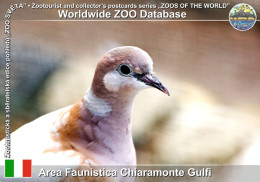 01363 WZD • ZOO - Area Faunistica Chiaramonte Gulfi, IT - African Collared Dove (Streptopelia Roseogrisea) - Ragusa