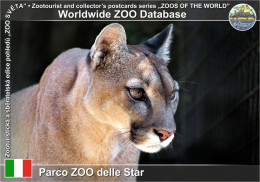 01415 WZD • ZOO - Parco ZOO Delle Star, IT - Cougar (Puma Concolor) - Aprilia