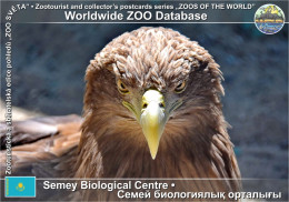 01437 WZD • ZOO - Semey Biological Centre, KZ - White-tailed Eagle (Haliaeetus Albicilla) - Kazakhstan