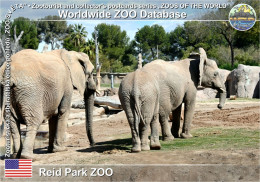 01459 WZD • ZOO - Reid Park ZOO, US - African Bush Elephant (Loxodonta Africana) - Tucson