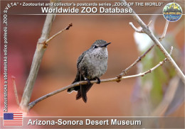 01460 WZD • ZOO - Arizona-Sonora Desert Museum, US - Anna's Hummingbird (Calypte Anna) - Tucson