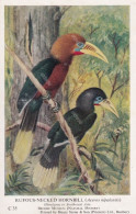 Bird Rufous Necked Hornbill Himalata Bhutan Nepal China India - Butan