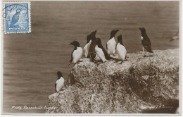 GB LUNDY 1949 1 Puffin Birds On Superb Commercially Used RP Postcard, Rare - Errors, Freaks & Oddities (EFOs