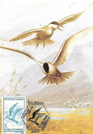 Rumania - Maximum Card 1992 :    Whiskered Tern  -  Chlidonias Hybrida - Meeuwen