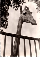 19-2-2024 (4 X 38) Genoline - Black & White (posted In 1956) NO Number - Girafe / Giraffe - Girafes