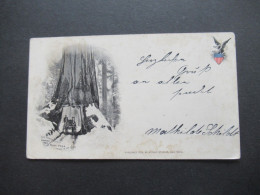 USA 1899 Private Mailing Card / AK The Marvelous Wawona Tree At Mari Posa Published 1898 By Arthur Strauss New York - Briefe U. Dokumente