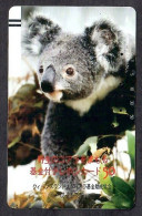 Japan 1V Koala Advertising Used Card - Jungle