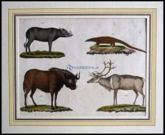 4 Verschiedene Säugetiere (Phatagin, Saiga-Antilope, Renntier U. Hirscheber) Auf Einem Blatt, Altkolorierter Kupferstich - Lithographien
