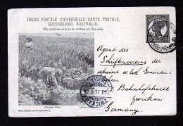 1 1/2 P. Bild Ganzsache "Pineapple Field - Ernte" - Gebraucht 1905 - Covers & Documents