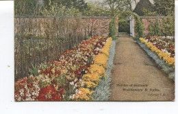 CPA Publicitaire - BORDER OF SUTTON'S - BULBS  WALLFLOWERS - - Reading