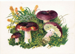6 Cartes Neuves (même Série) Divers Champignons Reproductions Aquarelles, Excellent état - Mushrooms