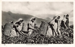 SRI LANKA (CEYLON) - Plucking Tea - Up Country Ceylon - Des Femmes En Train De Cueillir - Carte Postale - Sri Lanka (Ceylon)