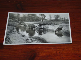 71359-            KOEIEN / COWS / KÜHE / VACHES - Cows