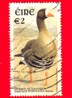 IRLANDA - EIRE - Usato - 2002 - Uccelli - Oca Dalla Fronte Bianca Della Groenla (Anser Albifrons Flavirostris) - 2 - Gebruikt